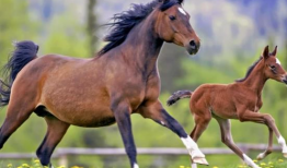 配马视频,揭秘马匹训练与搭配的奥秘